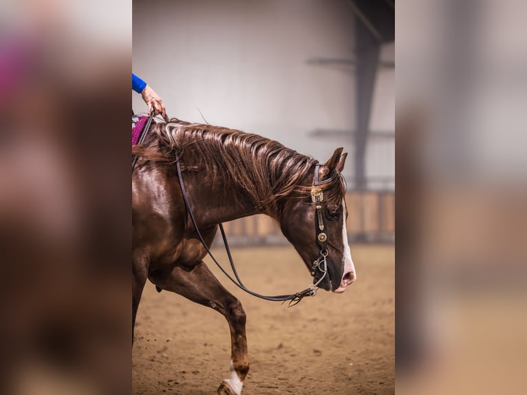 Caballo cuarto de milla Caballo castrado 10 años 152 cm Alazán-tostado in Canistota