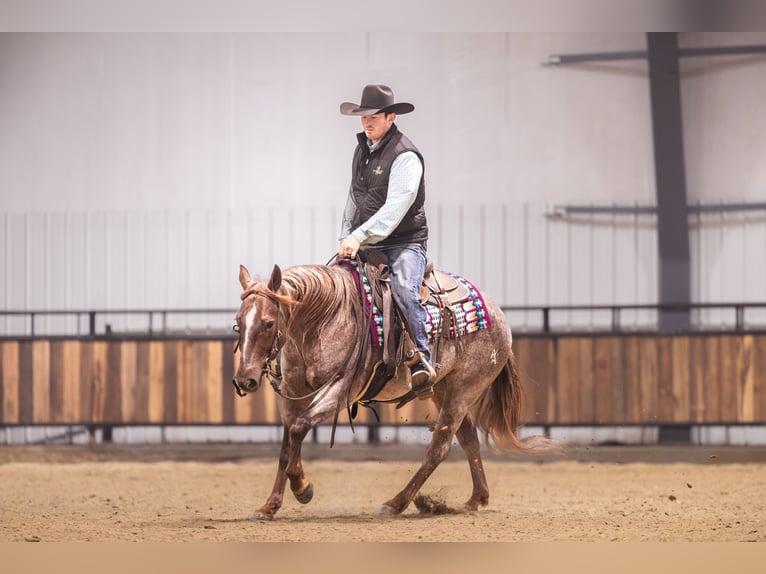 Caballo cuarto de milla Caballo castrado 10 años 152 cm Alazán-tostado in Canistota
