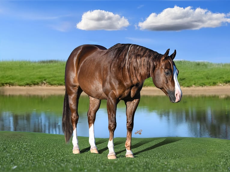 Caballo cuarto de milla Caballo castrado 10 años 152 cm Alazán-tostado in Canistota