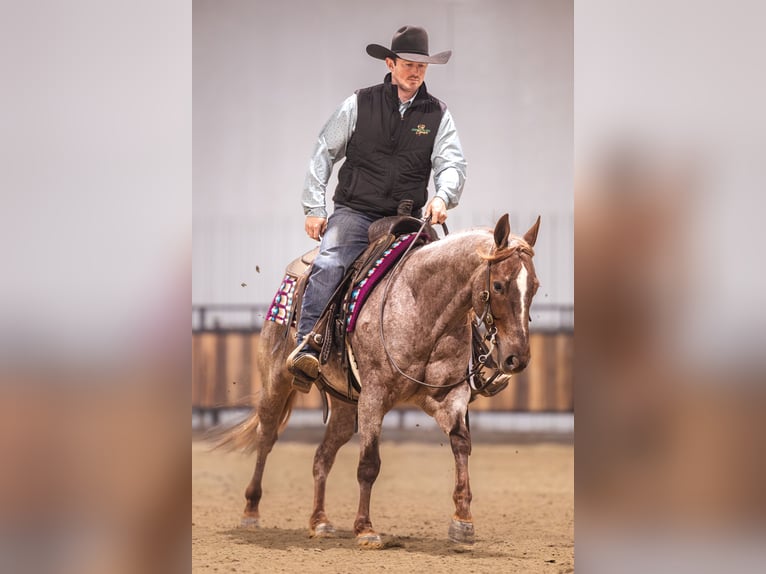 Caballo cuarto de milla Caballo castrado 10 años 152 cm Alazán-tostado in Canistota