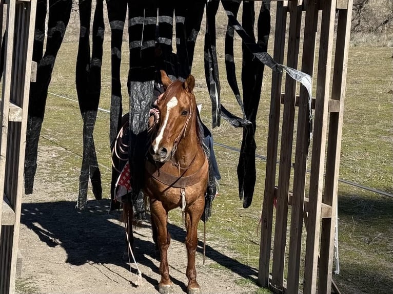 Caballo cuarto de milla Caballo castrado 10 años 152 cm Bayo in Paicines CA