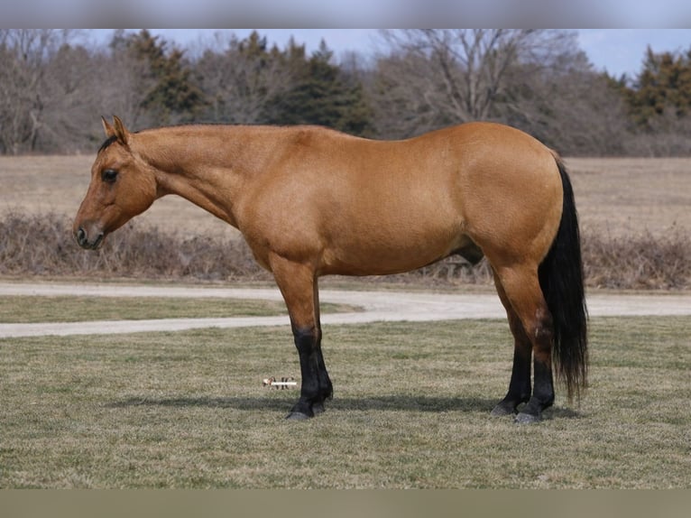 Caballo cuarto de milla Caballo castrado 10 años 152 cm Bayo in North Bloomfield