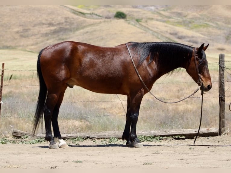 Caballo cuarto de milla Caballo castrado 10 años 152 cm Buckskin/Bayo in Clarion PA