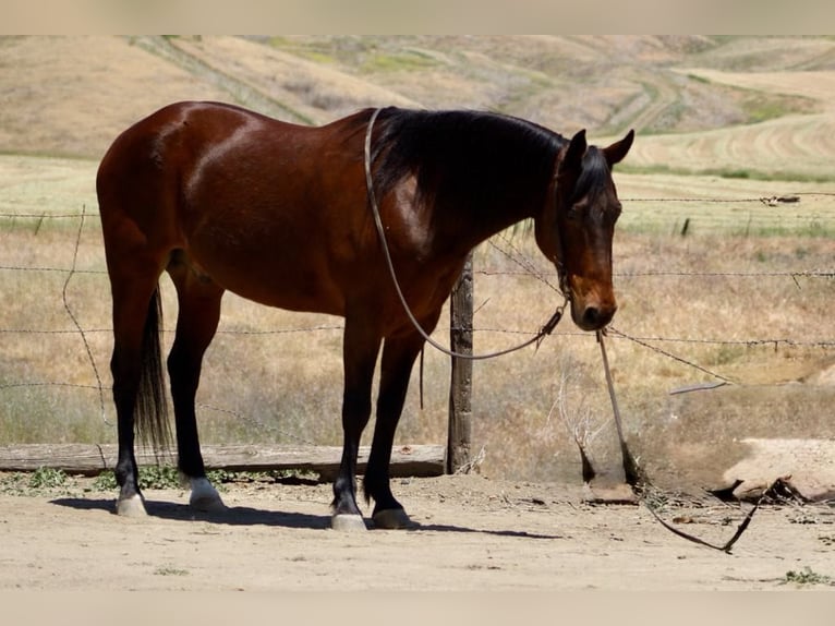 Caballo cuarto de milla Caballo castrado 10 años 152 cm Buckskin/Bayo in Clarion PA
