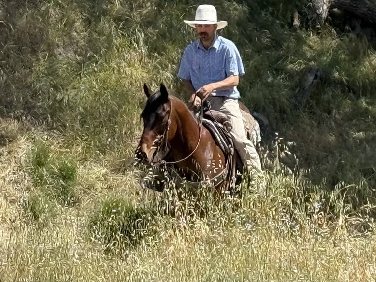 Caballo cuarto de milla Caballo castrado 10 años 152 cm Buckskin/Bayo in Clarion PA