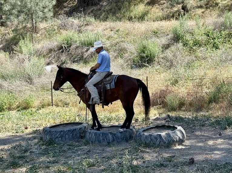 Caballo cuarto de milla Caballo castrado 10 años 152 cm Buckskin/Bayo in Clarion PA