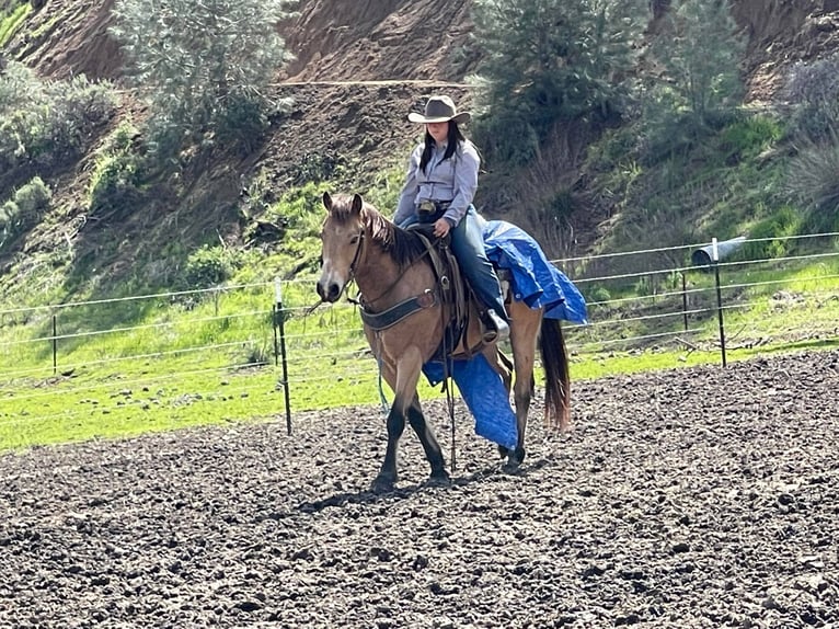 Caballo cuarto de milla Caballo castrado 10 años 152 cm Buckskin/Bayo in Paicines CA