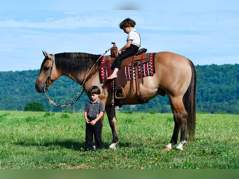 Caballo cuarto de milla Caballo castrado 10 años 152 cm Buckskin/Bayo in Rebersburg