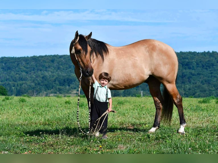 Caballo cuarto de milla Caballo castrado 10 años 152 cm Buckskin/Bayo in Rebersburg