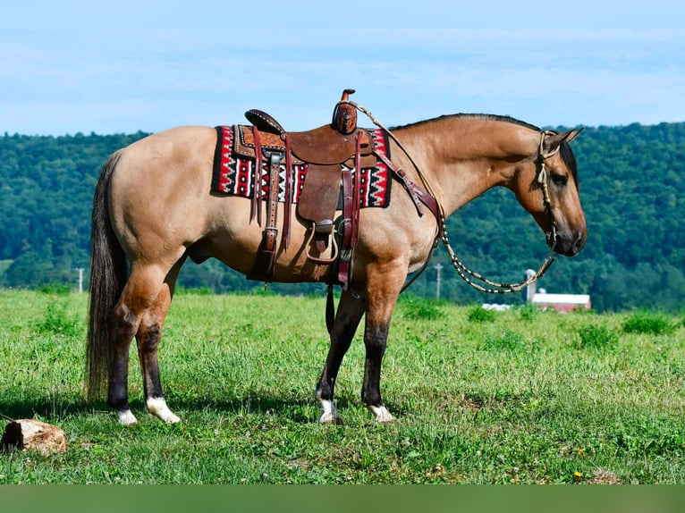Caballo cuarto de milla Caballo castrado 10 años 152 cm Buckskin/Bayo in Rebersburg