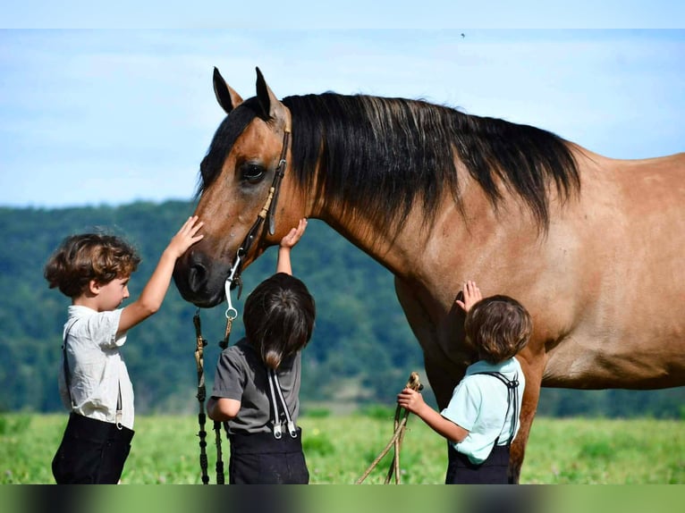 Caballo cuarto de milla Caballo castrado 10 años 152 cm Buckskin/Bayo in Rebersburg