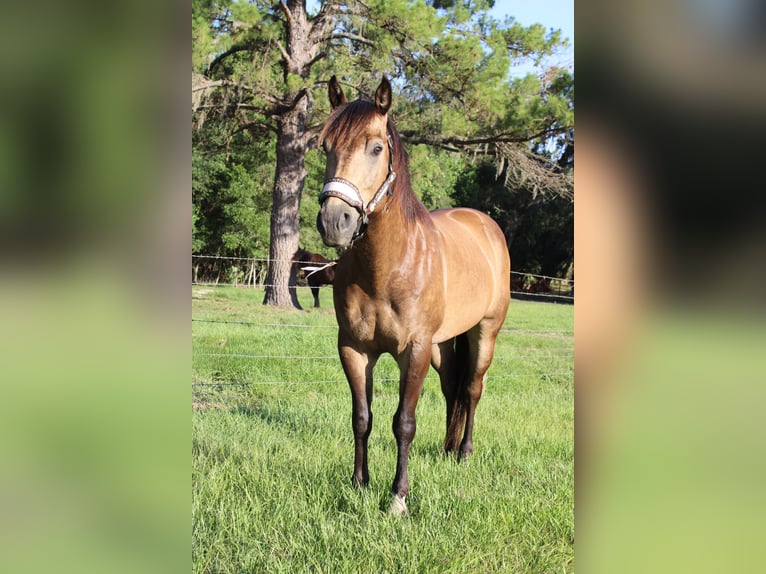 Caballo cuarto de milla Caballo castrado 10 años 152 cm Buckskin/Bayo in Brooksville