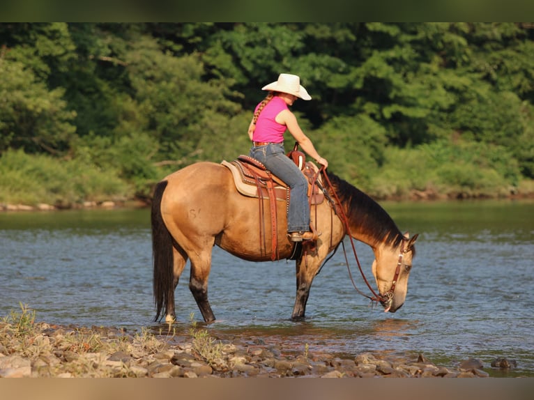 Caballo cuarto de milla Caballo castrado 10 años 152 cm Buckskin/Bayo in Clarion