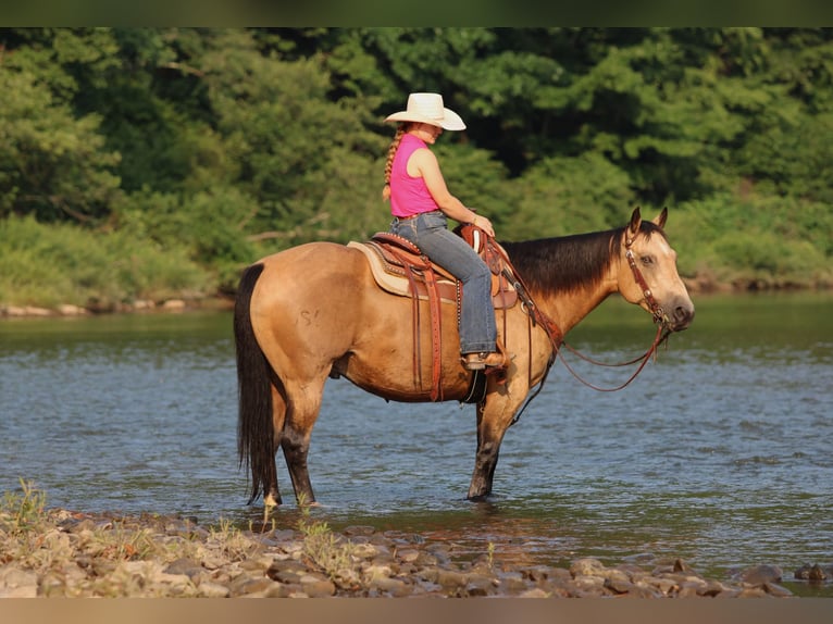 Caballo cuarto de milla Caballo castrado 10 años 152 cm Buckskin/Bayo in Clarion