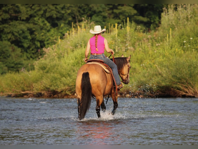 Caballo cuarto de milla Caballo castrado 10 años 152 cm Buckskin/Bayo in Clarion