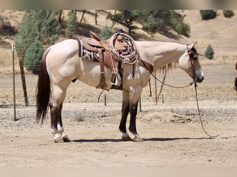 Caballo cuarto de milla Caballo castrado 10 años 152 cm Buckskin/Bayo in Tres Pinos