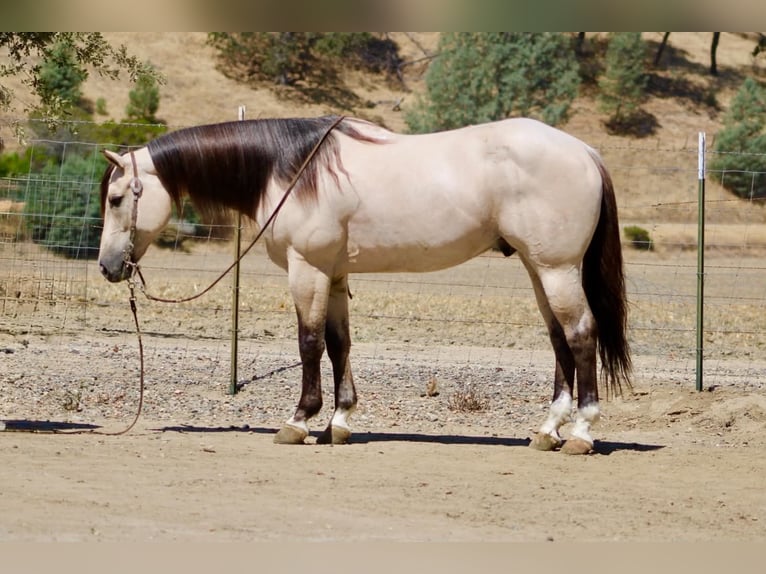 Caballo cuarto de milla Caballo castrado 10 años 152 cm Buckskin/Bayo in Tres Pinos