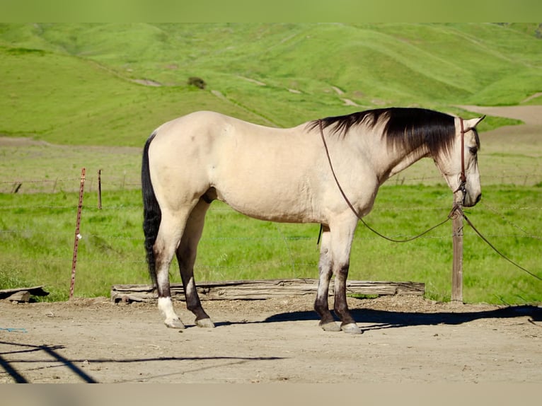 Caballo cuarto de milla Caballo castrado 10 años 152 cm Buckskin/Bayo in Tres Pinos