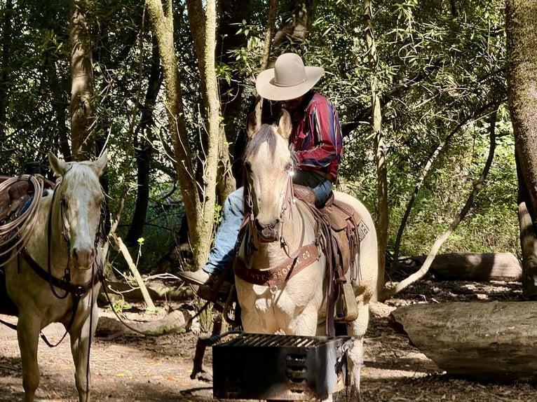 Caballo cuarto de milla Caballo castrado 10 años 152 cm Buckskin/Bayo in Tres Pinos