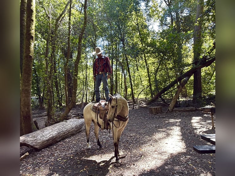 Caballo cuarto de milla Caballo castrado 10 años 152 cm Buckskin/Bayo in Tres Pinos