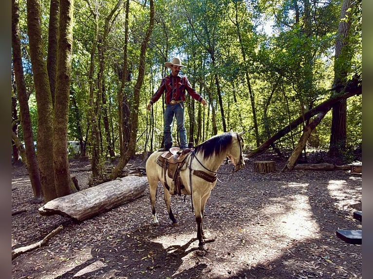 Caballo cuarto de milla Caballo castrado 10 años 152 cm Buckskin/Bayo in Tres Pinos