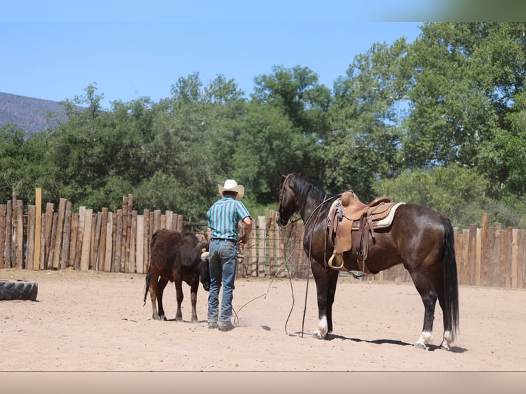 Caballo cuarto de milla Caballo castrado 10 años 152 cm Castaño rojizo in Camp Verde AZ