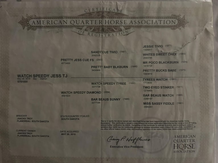 Caballo cuarto de milla Caballo castrado 10 años 152 cm Castaño rojizo in Tompkinsville KY