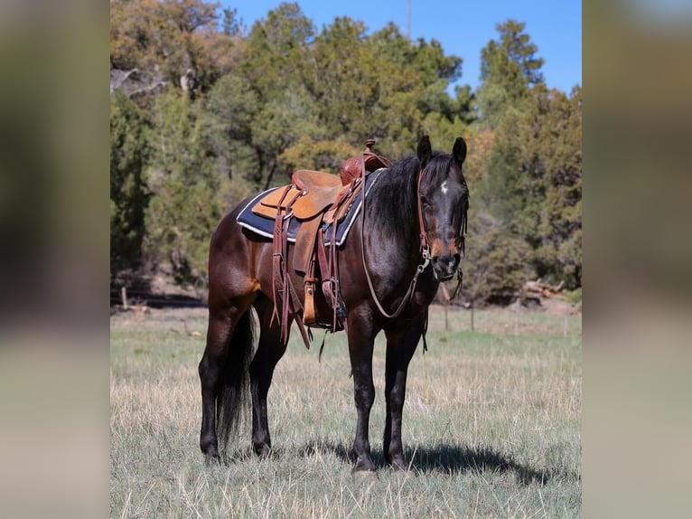 Caballo cuarto de milla Caballo castrado 10 años 152 cm Castaño rojizo in Camp Verde, AZ