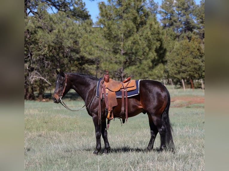 Caballo cuarto de milla Caballo castrado 10 años 152 cm Castaño rojizo in Camp Verde, AZ