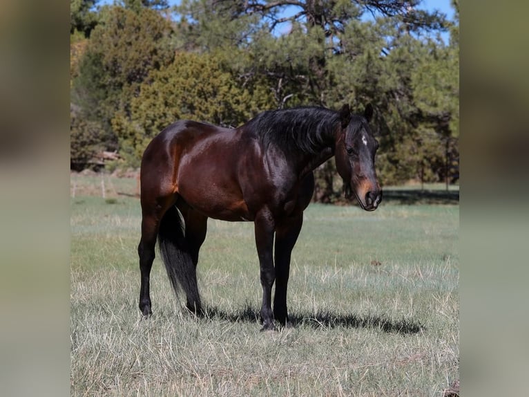 Caballo cuarto de milla Caballo castrado 10 años 152 cm Castaño rojizo in Camp Verde, AZ