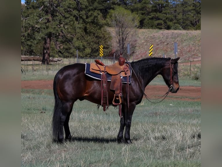 Caballo cuarto de milla Caballo castrado 10 años 152 cm Castaño rojizo in Camp Verde, AZ