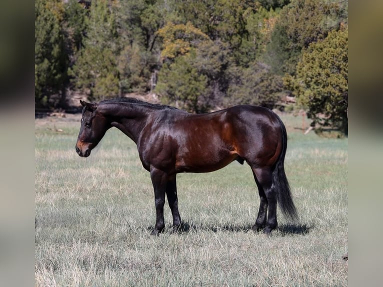 Caballo cuarto de milla Caballo castrado 10 años 152 cm Castaño rojizo in Camp Verde, AZ