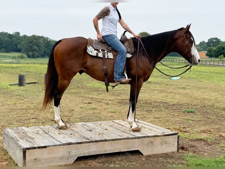 Caballo cuarto de milla Caballo castrado 10 años 152 cm Castaño rojizo in Henderson