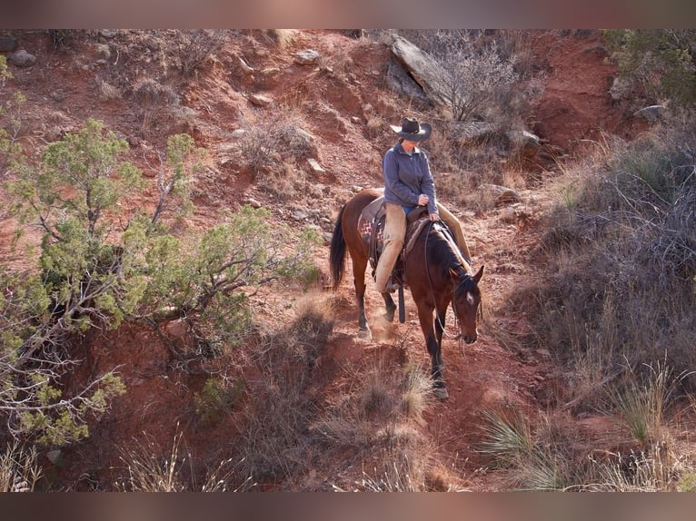 Caballo cuarto de milla Caballo castrado 10 años 152 cm Castaño rojizo in Canyon, TX