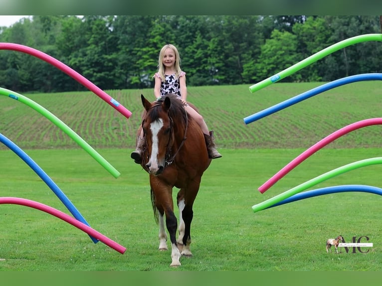 Caballo cuarto de milla Caballo castrado 10 años 152 cm Castaño rojizo in North Bloomfield
