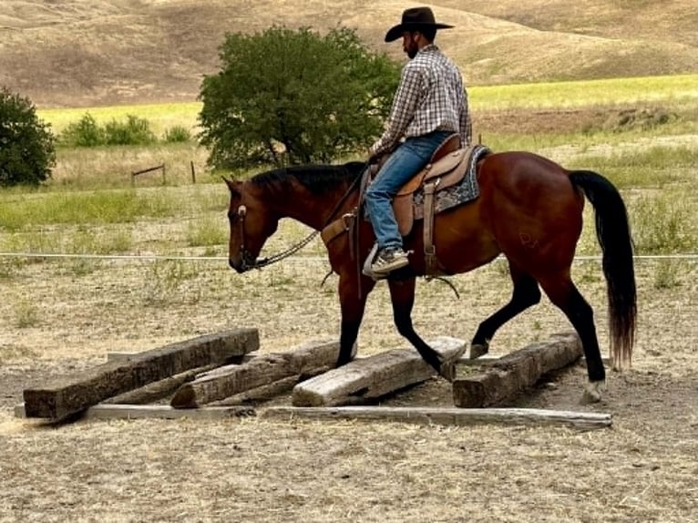 Caballo cuarto de milla Caballo castrado 10 años 152 cm Castaño rojizo in Tres Pinos