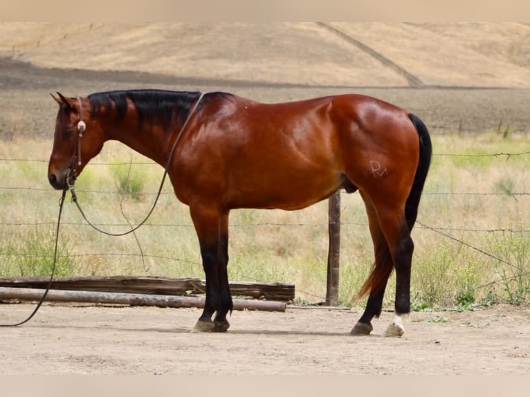 Caballo cuarto de milla Caballo castrado 10 años 152 cm Castaño rojizo in Tres Pinos