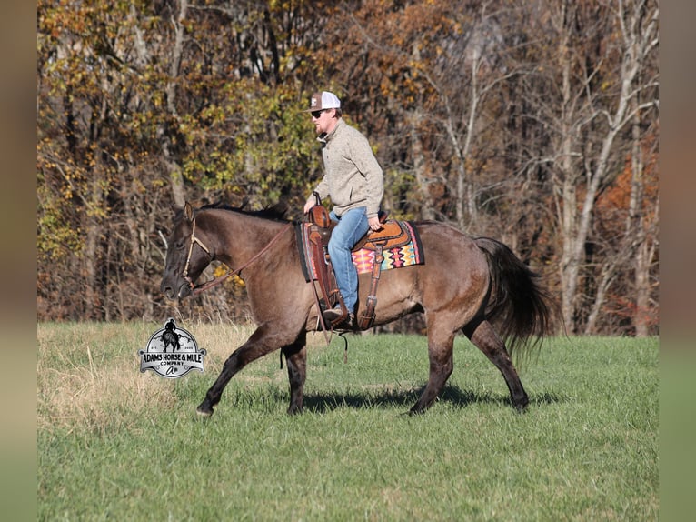 Caballo cuarto de milla Caballo castrado 10 años 152 cm Grullo in Mount Vernon