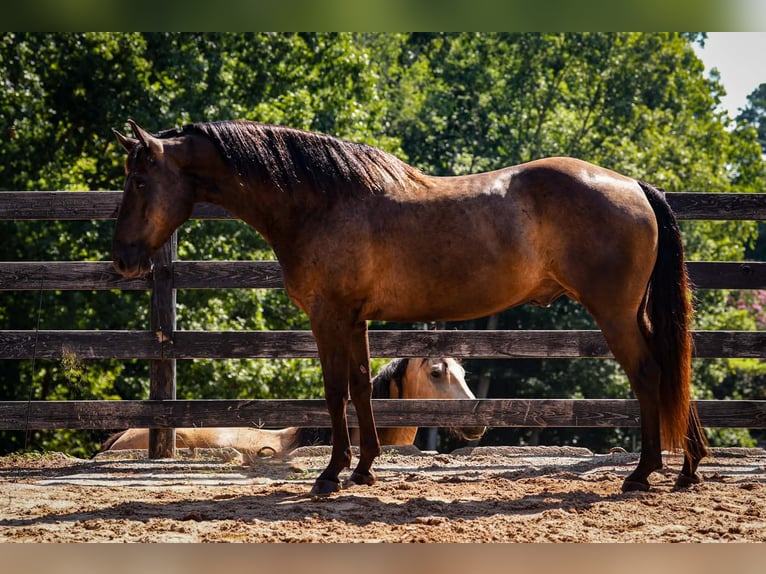 Caballo cuarto de milla Caballo castrado 10 años 152 cm Negro in Clover