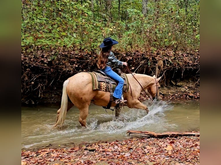 Caballo cuarto de milla Caballo castrado 10 años 152 cm Palomino in Robards