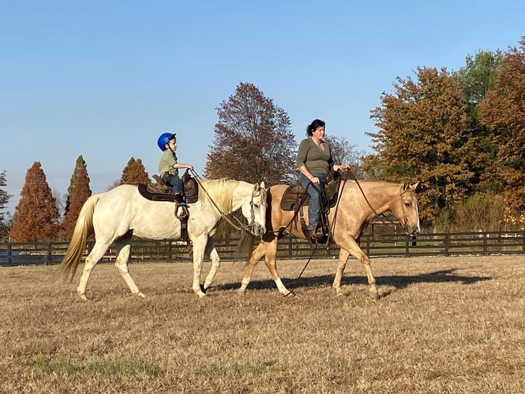 Caballo cuarto de milla Caballo castrado 10 años 152 cm Palomino in Robards