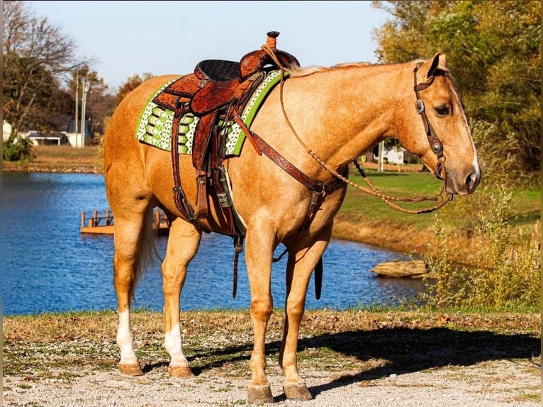 Caballo cuarto de milla Caballo castrado 10 años 152 cm Palomino in Robards