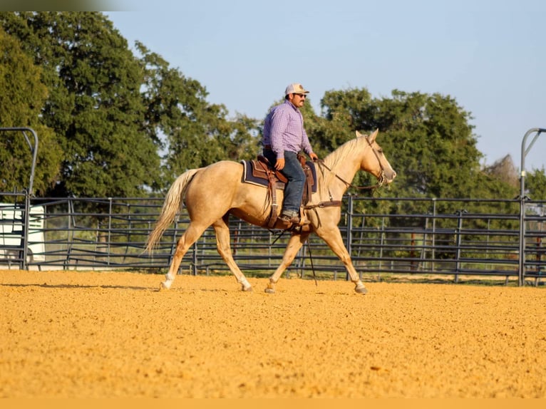 Caballo cuarto de milla Caballo castrado 10 años 152 cm Palomino in Stephenville TX