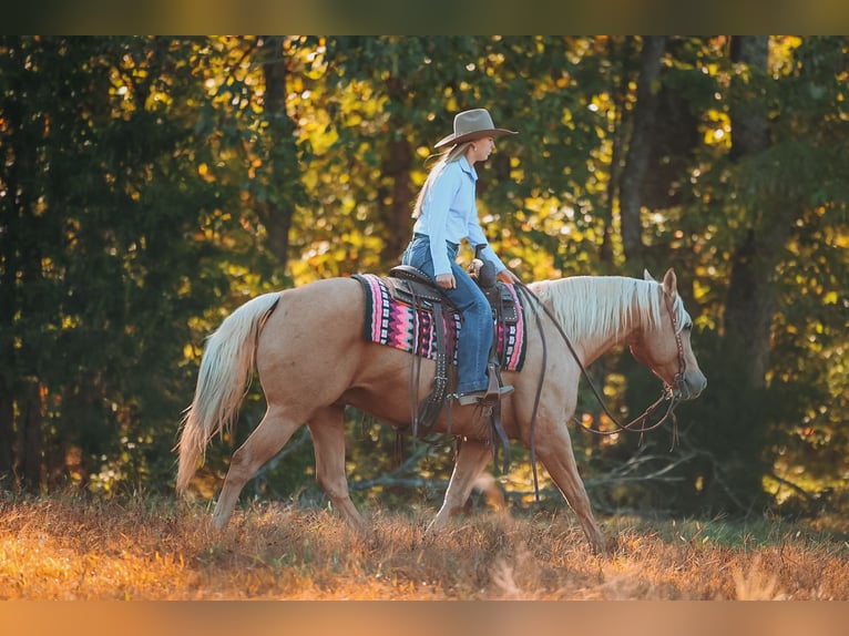 Caballo cuarto de milla Caballo castrado 10 años 152 cm Palomino in Lyles