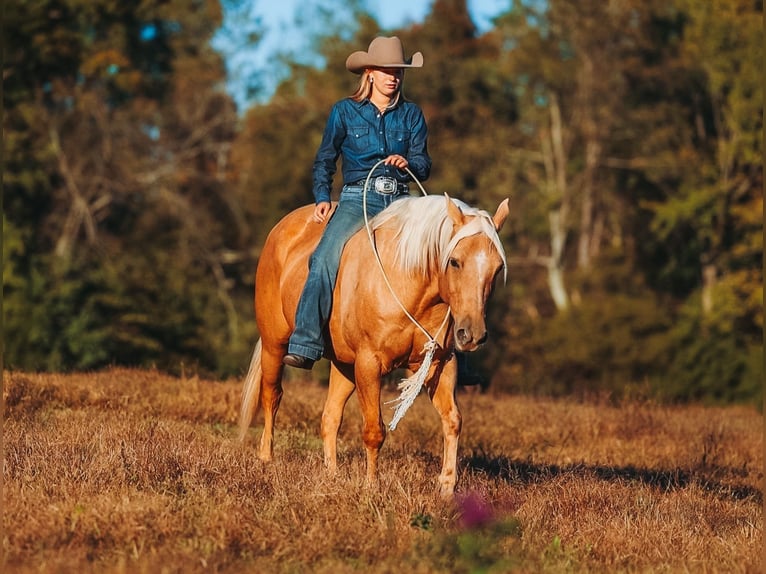 Caballo cuarto de milla Caballo castrado 10 años 152 cm Palomino in Lyles