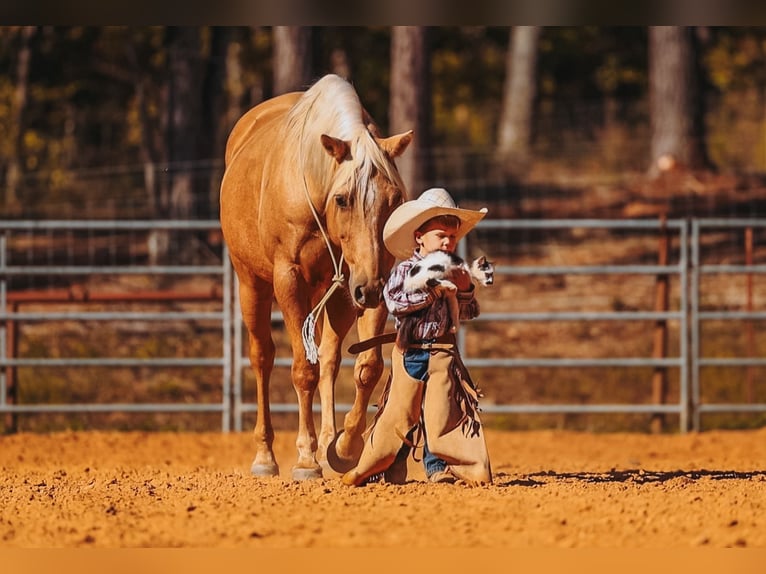 Caballo cuarto de milla Caballo castrado 10 años 152 cm Palomino in Lyles