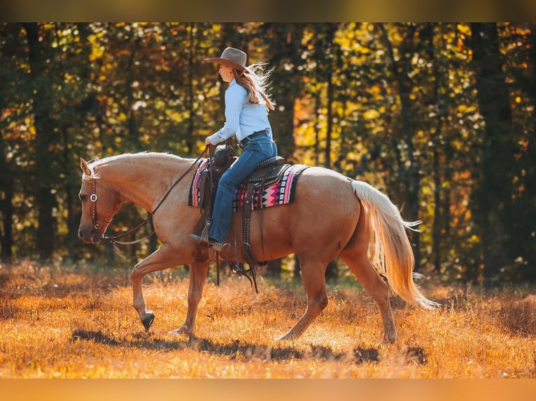 Caballo cuarto de milla Caballo castrado 10 años 152 cm Palomino in Lyles