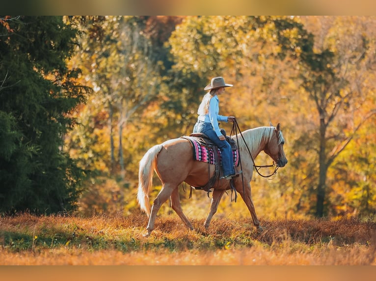 Caballo cuarto de milla Caballo castrado 10 años 152 cm Palomino in Lyles