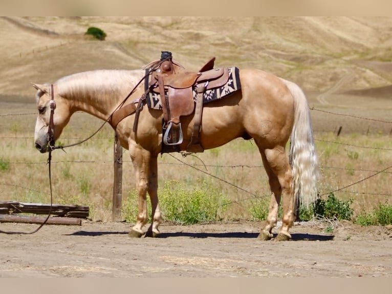 Caballo cuarto de milla Caballo castrado 10 años 152 cm Palomino in Tres Pinos
