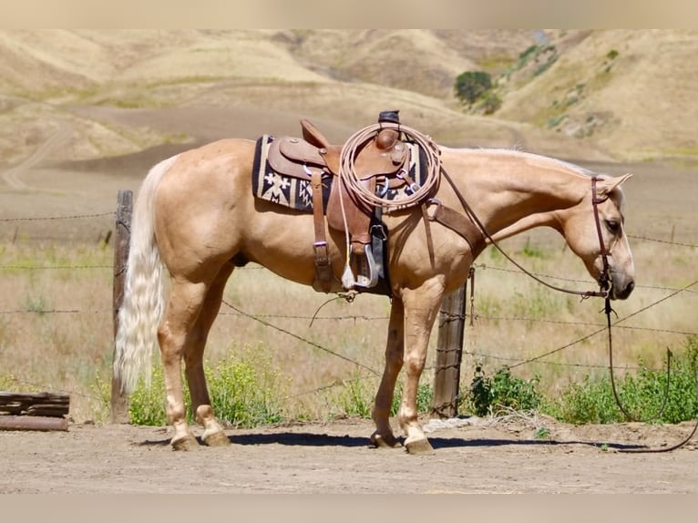 Caballo cuarto de milla Caballo castrado 10 años 152 cm Palomino in Tres Pinos